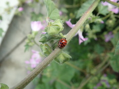 Harmonia axyridis