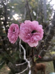 Prunus campanulata