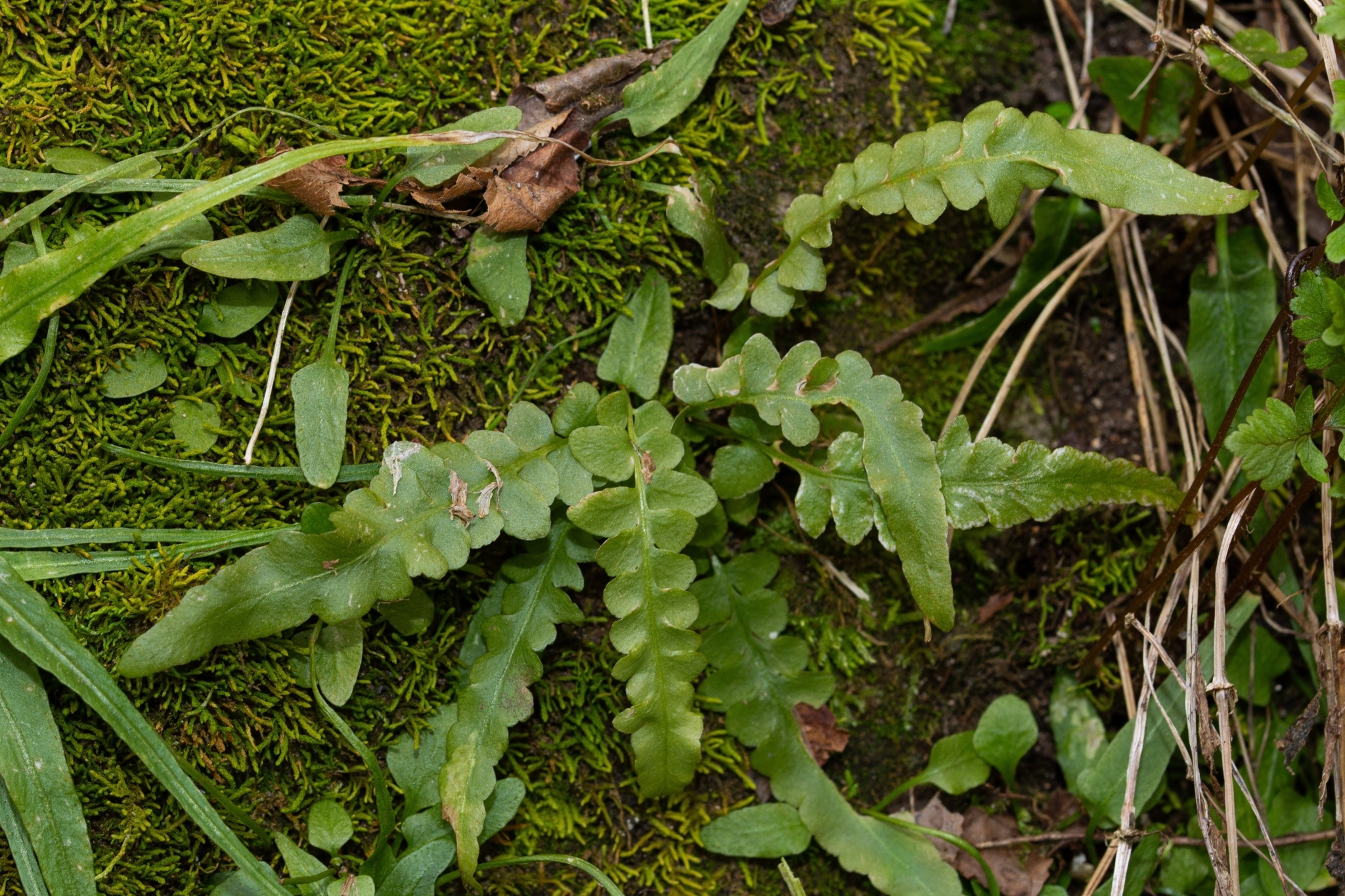 Asplenium X ebenoides