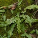 Scott's Spleenwort - Photo (c) Nathan Aaron, some rights reserved (CC BY), uploaded by Nathan Aaron