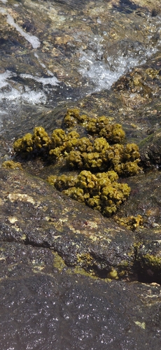 Turbinaria ornata observed 2026-05-16