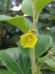 Capsicum rhomboideum