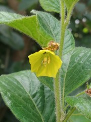 Capsicum rhomboideum