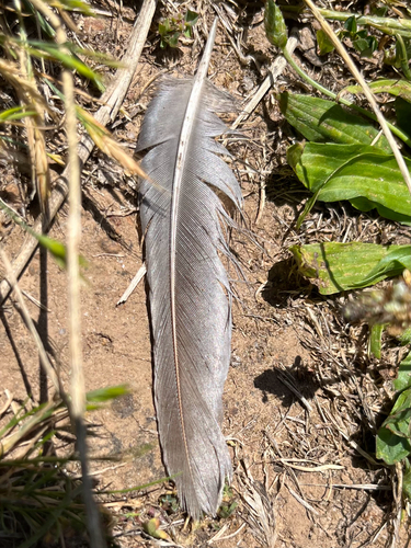 Plume de Colin de Californie