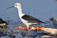 Himantopus himantopus