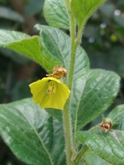 Capsicum rhomboideum