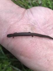 Batrachoseps gregarius