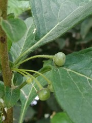 Capsicum rhomboideum