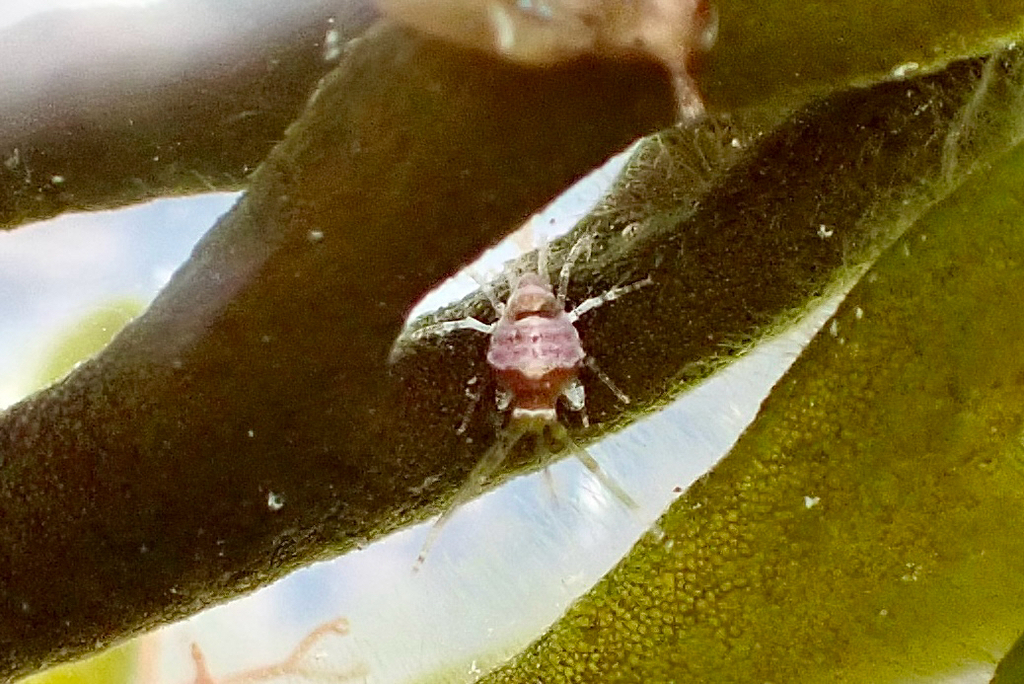 Podocerus variegatus