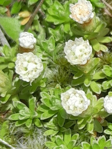 Raoulia subsericea, photograph 5