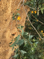 Mentzelia arborescens