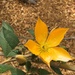 Mentzelia arborescens - Photo (c) pbulman,  זכויות יוצרים חלקיות (CC BY-NC)