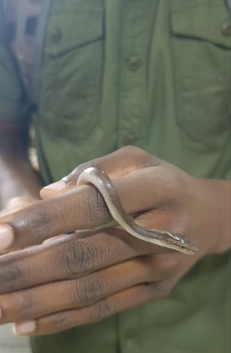 Cape House Snake