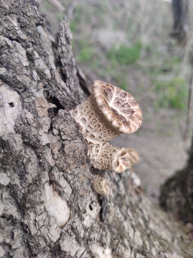 Dryad's Saddle · May 2026 · photo: Photo: (c) Jade, some rights reserved (CC BY) · iNaturalist