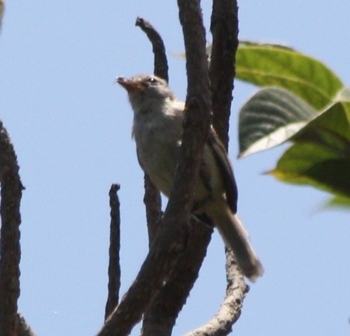 Camptostoma obsoletum
