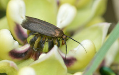 Scythris fuscicomella