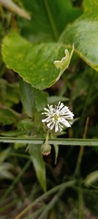Gymnocoronis spilanthoides, photograph (c) Matias Cabezas, some rights reserved (CC BY)