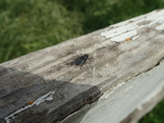 Diptera