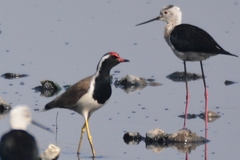 Vanellus indicus