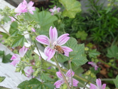 Apis mellifera