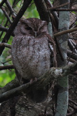 Megascops guatemalae