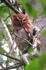 Megascops guatemalae