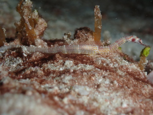 Red-cheeked Pipefish — seen at this dive site