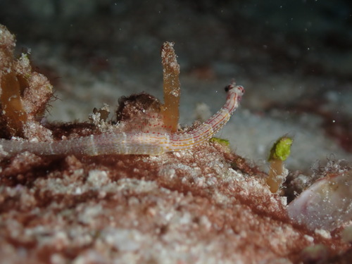 Red-cheeked Pipefish (Corythoichthys insularis)