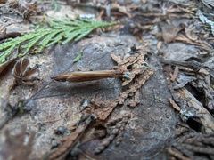Psychoglypha