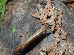 Psychoglypha