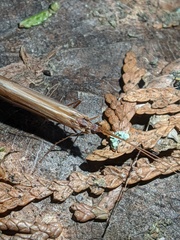 Psychoglypha