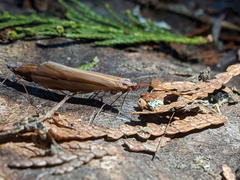 Psychoglypha