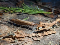 Psychoglypha