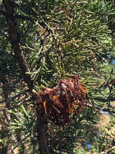 Cedar-Apple Rust