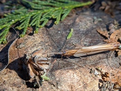 Psychoglypha