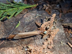 Psychoglypha