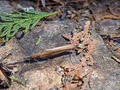 Psychoglypha