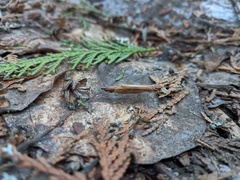 Psychoglypha