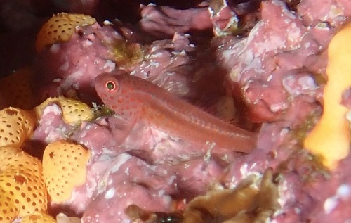 Large-eye pygmygoby — seen at this dive site