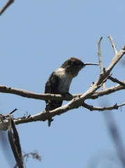 Myrtis fanny