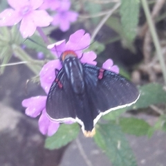 Phocides polybius phanias