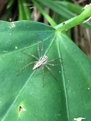Oxyopes elegans
