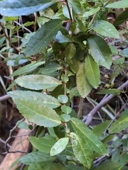 Azara serrata, photograph (c) Cecilia Briceño, some rights reserved (CC BY-SA)