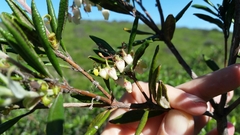 Comarostaphylis diversifolia diversifolia