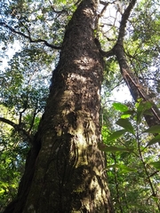 Parapiptadenia rigida