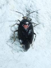 Deraeocoris sayi