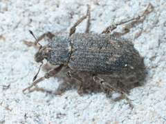 Listroderes difficilis