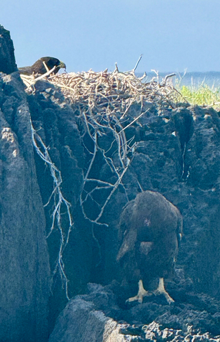 Galapagos Hawk (Buteo galapagoensis), photo 4