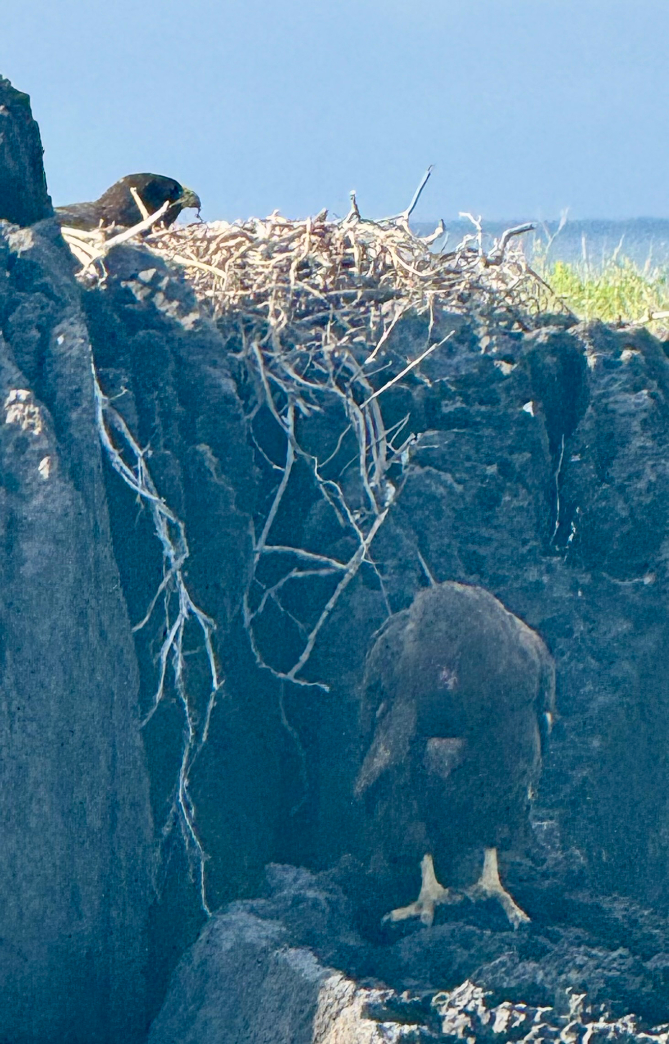 Galapagos Hawk (Buteo galapagoensis), photo 8