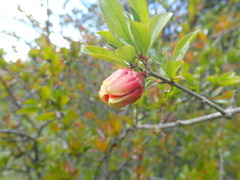 Punica granatum